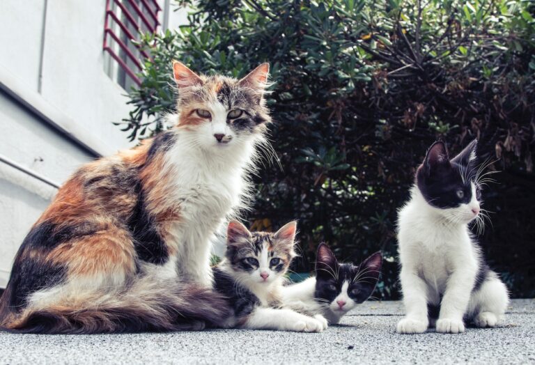 niños gatos Nueva Zelanda