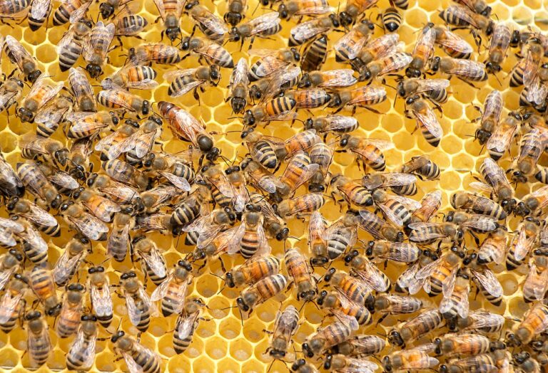 Abejas africanas accidente