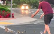 Muere atropellado cuando ayudaba a una familia de patos a cruzar la calle