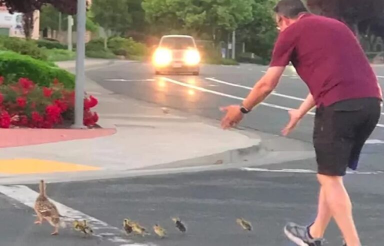 Muere atropellado cuando ayudaba a una familia de patos a cruzar la calle