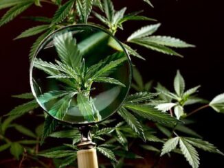 brasil cannabis