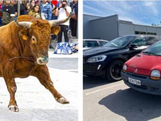 novillo twingo