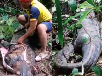 indonesia piton mujer
