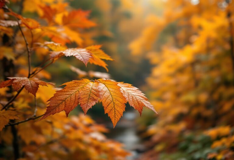 Efectos del cambio climático en los colores naturales