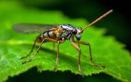 Immagine di una mosca escorpión su un ramo verde
