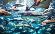 Tiburones raya in arrivo all'Oceanogràfic di València