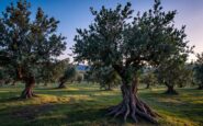 Operazione contro il furto di olio d'oliva in Andalusia