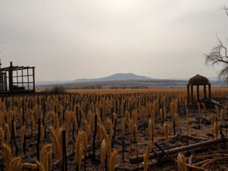 impacto economico de los incendios en la agricultura y ganaderia en espana python 1755839109