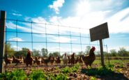 confinamiento de aves de corral en espana medidas ante el brote de gripe aviar 1762766958