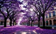 la impresionante belleza de los jacarandas en johannesburgo en primavera 1762360685