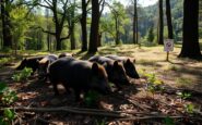 medidas efectivas de la generalitat para combatir la peste porcina africana en collserola 1764545500