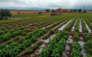 impacto de las borrascas en la agricultura del sur de espana y portugal 1770497789