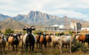 controversia por planta de hidrogeno verde junto al torcal en antequera 1773979904