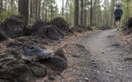 Cómo empezar en el trail running: equipo, entrenamiento y prevención de lesiones