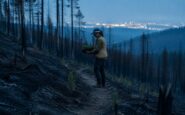 Cómo recuperar un bosque afectado por incendios forestales