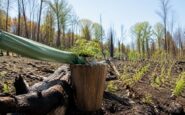 Restauración de bosques quemados: fases y protocolos esenciales