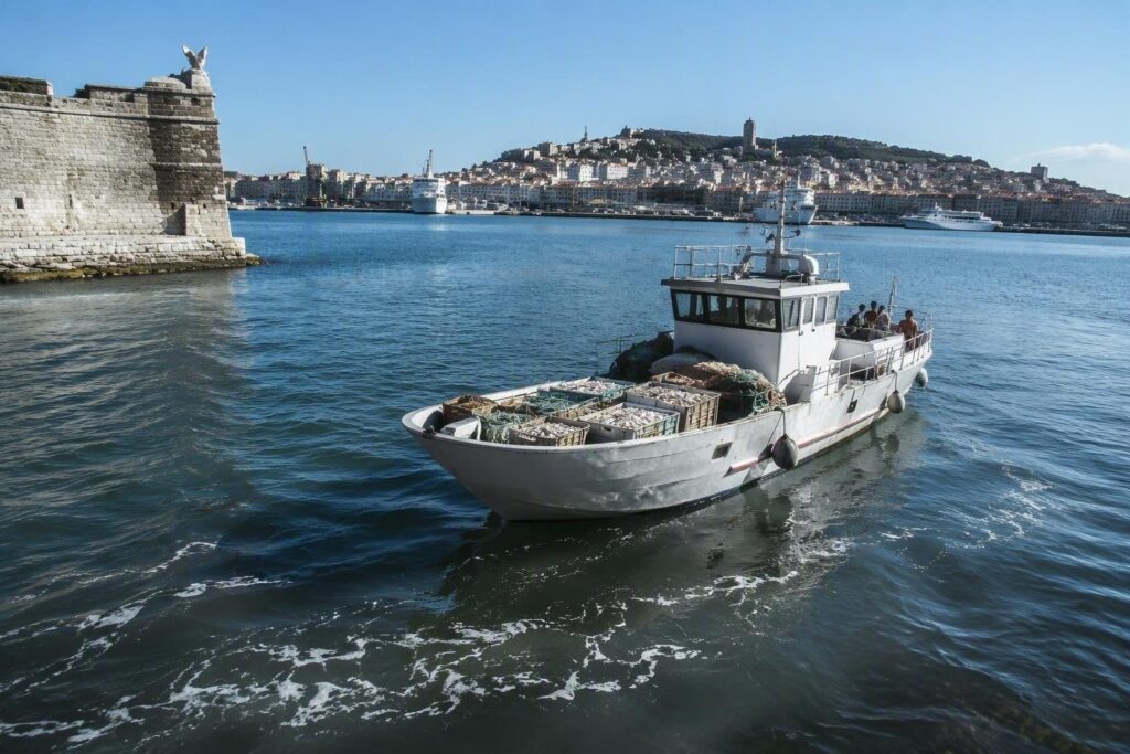 Controlli della Guardia Costiera ad Ancona: 22 kg di pesce sequestrati e sanzioni