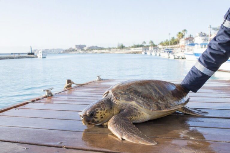 Intervento della Guardia Costiera e Fondazione Cetacea per salvare una tartaruga marina