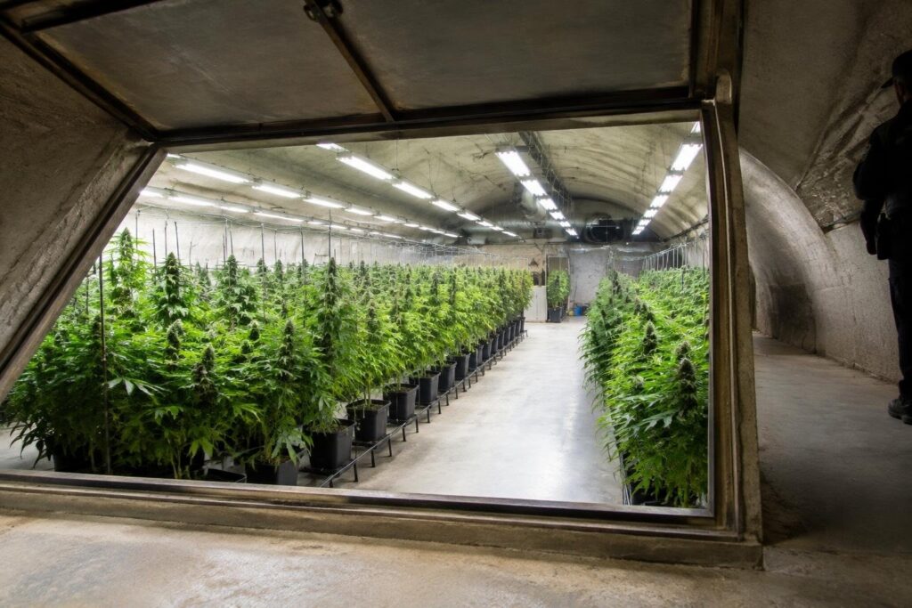 Polizia scopre serra clandestina con 15 piante di marijuana a Senigallia