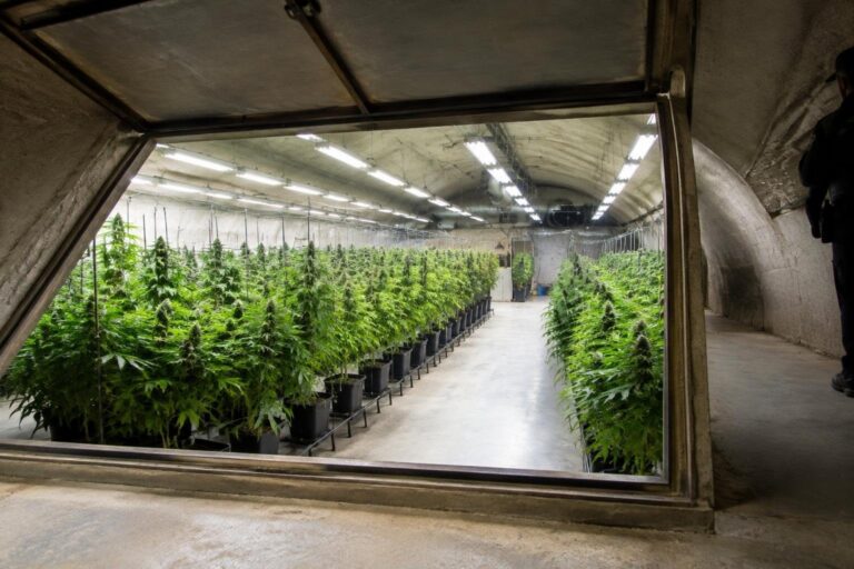 Polizia scopre serra clandestina con 15 piante di marijuana a Senigallia