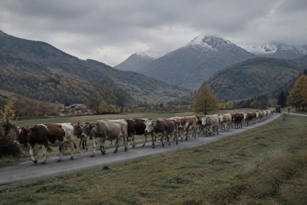 Studenti e mucche in marcia: la Désarpa chiude l’estate a Montfleury