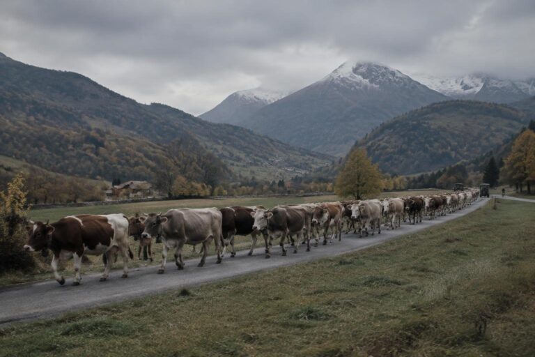 Studenti e mucche in marcia: la Désarpa chiude l’estate a Montfleury