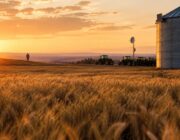 Come la tecnologia agricola può migliorare i guadagni: il ruolo di un nuovo compratore
