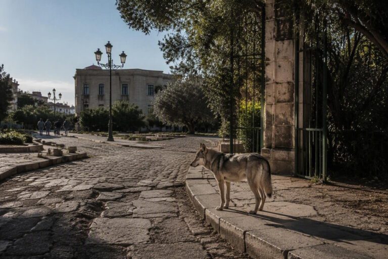 Avvistamenti di lupi a Bitonto e Riccione: cosa sta succedendo