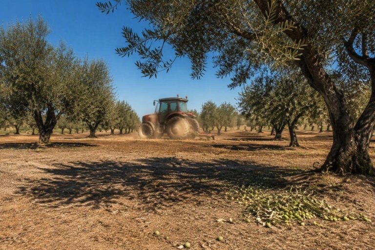 Caldo e siccità favoriscono la diffusione di parassiti in Puglia