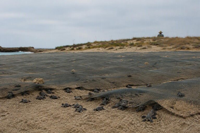 Prima schiusa di tartarughe marine in Puglia: 19 nuove vite sul litorale di Ugento