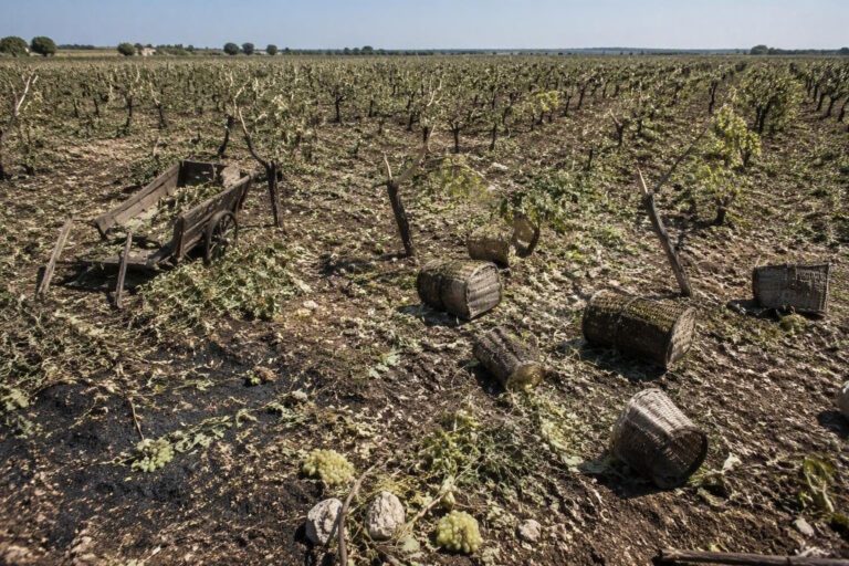 Grandine e vento distruggono raccolti di uva da tavola in Puglia