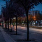 Largo 2 Giugno, i prunus verranno trapiantati e non tagliati