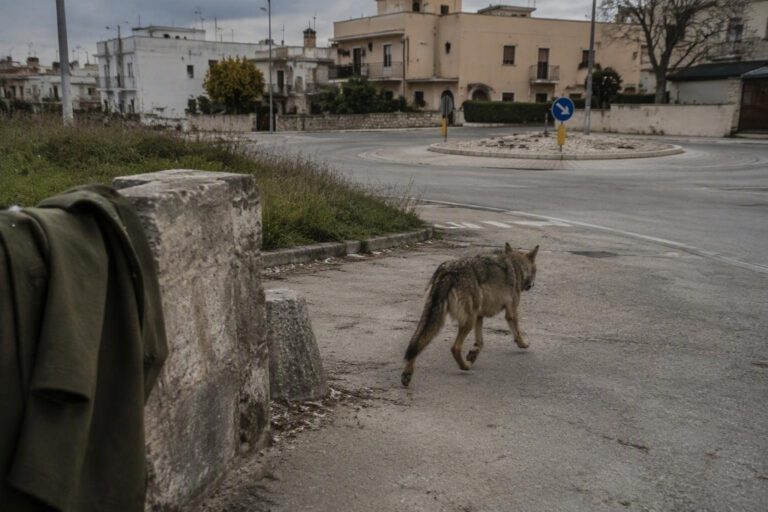 Lupo appenninico a Noicattaro: allarme dopo l’avvistamento vicino alle case