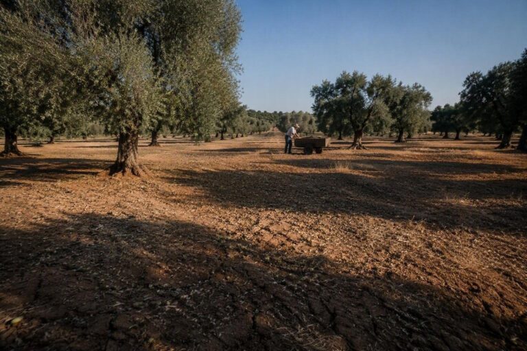 Puglia in crisi idrica: Coldiretti Puglia denuncia danni agli oliveti e costi insostenibili
