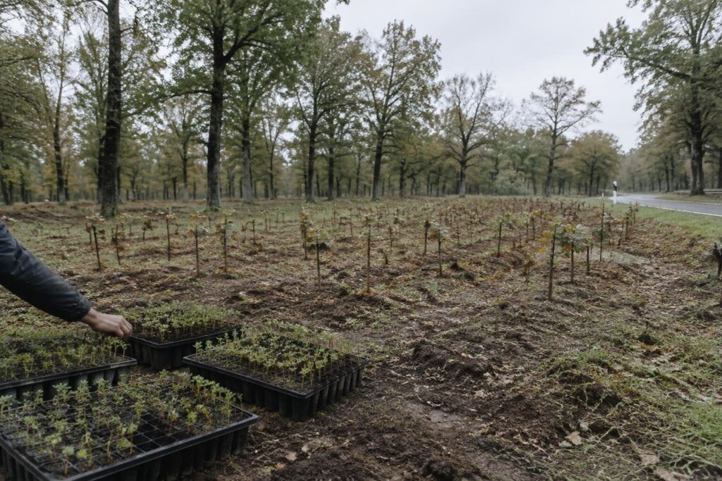 Altamura lancia piantumazione di 10.811 piante nel bosco di Visceglie
