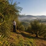 Annata 2026 dell’olio toscano: più olive, più costi