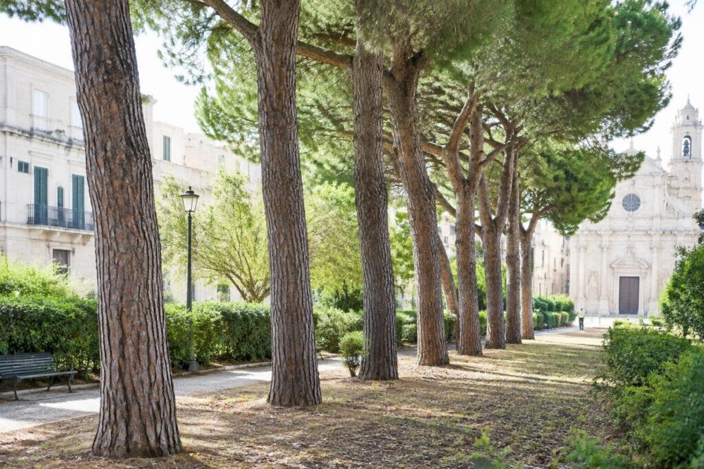 Chiusura strade a Molfetta e sostituzione di sette pini per sicurezza