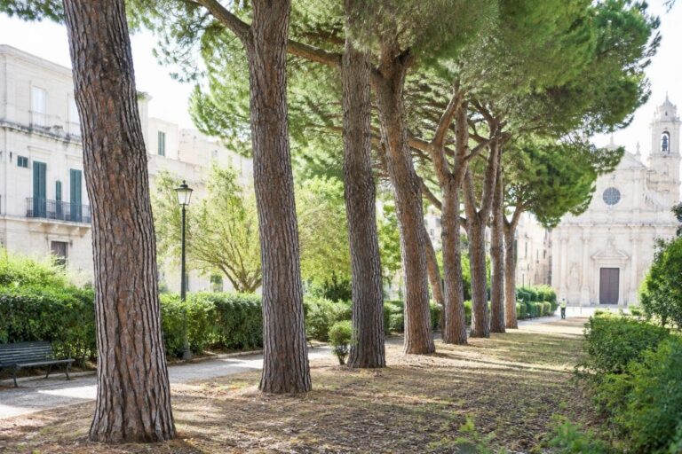 Chiusura strade a Molfetta e sostituzione di sette pini per sicurezza