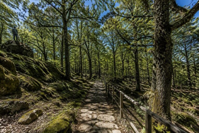 Bosco Faiete in pericolo: la battaglia per salvare l’oasi naturalistica di Campobasso