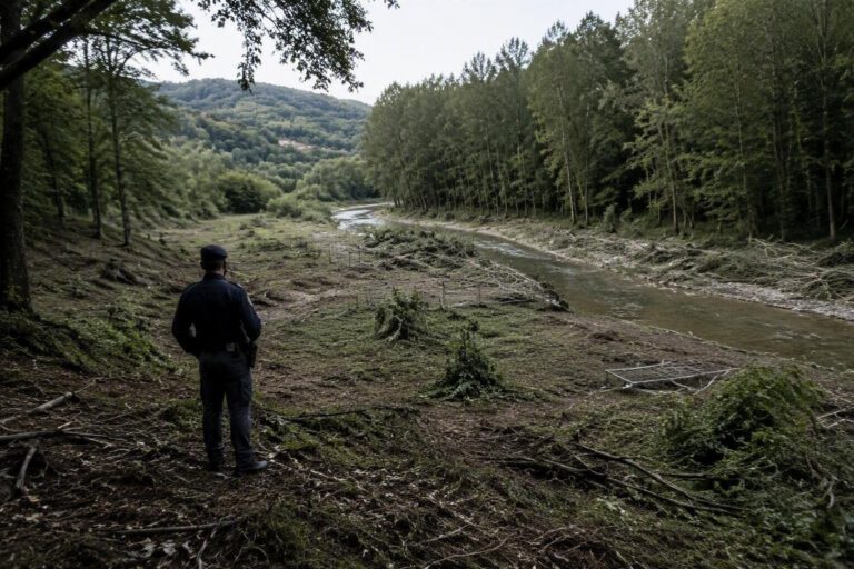 Guarda di Finanza sequestra 650 piante di cannabis in Campobasso