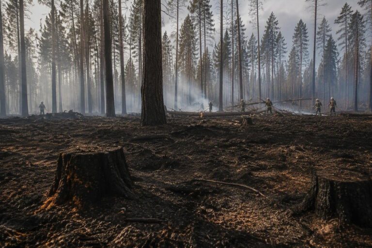Incendio boschivo a Oratino: come è stato domato grazie all’intervento dei Vigili del Fuoco