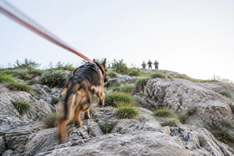 Salvataggio spettacolare di un cane in una scarpata a Tufara