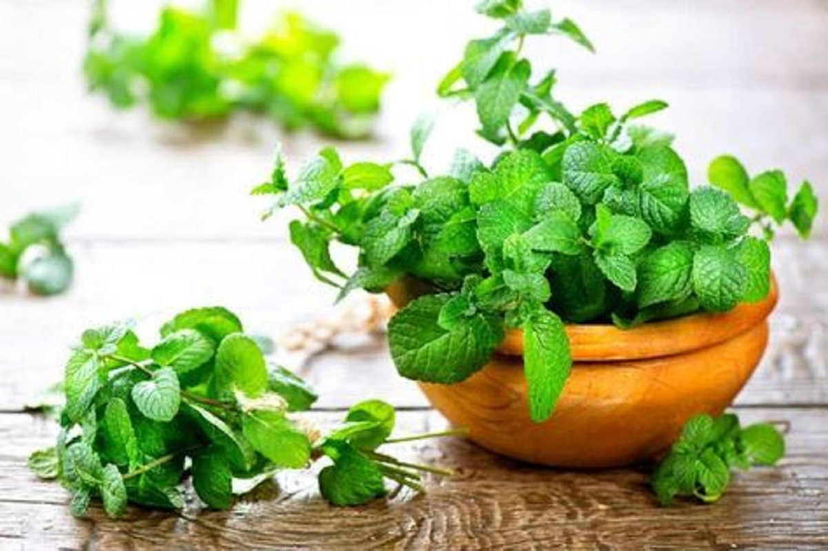 piante aromatiche da balcone