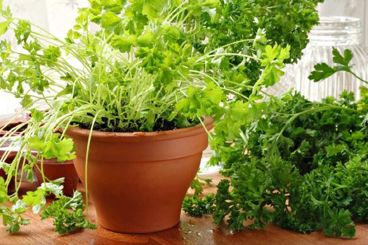 piante aromatiche da balcone