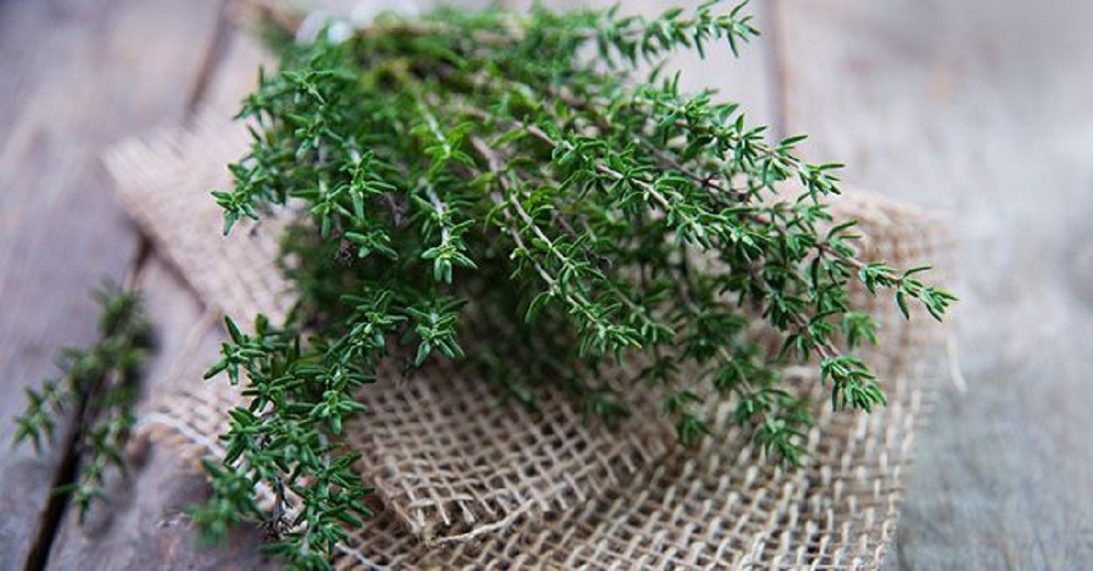 piante aromatiche da balcone