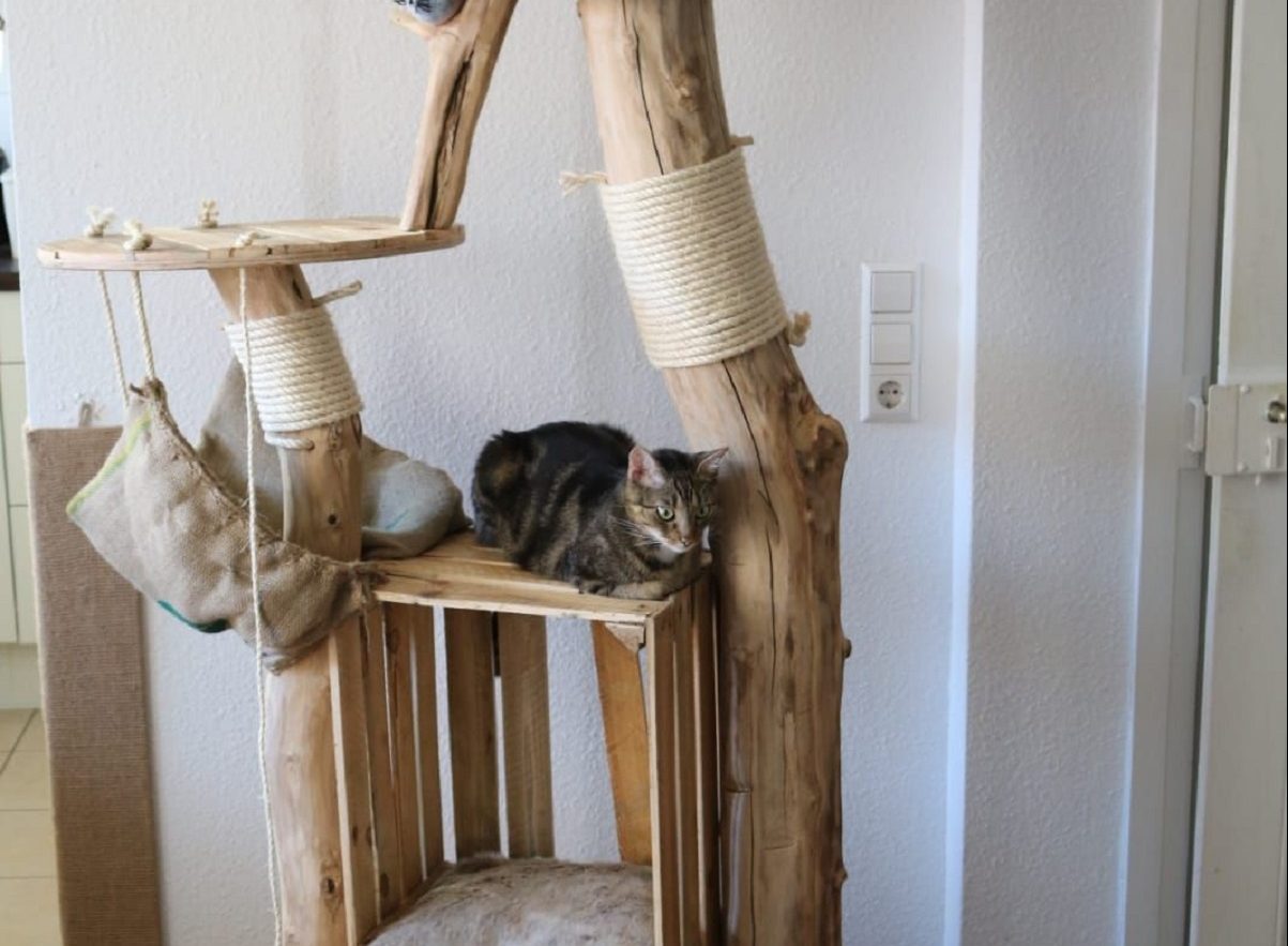 Tiragraffi fai da te per gatti
