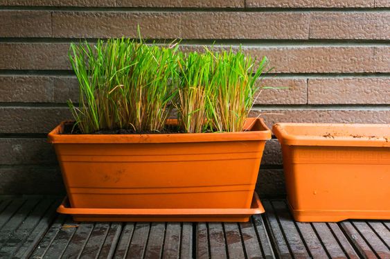 citronella