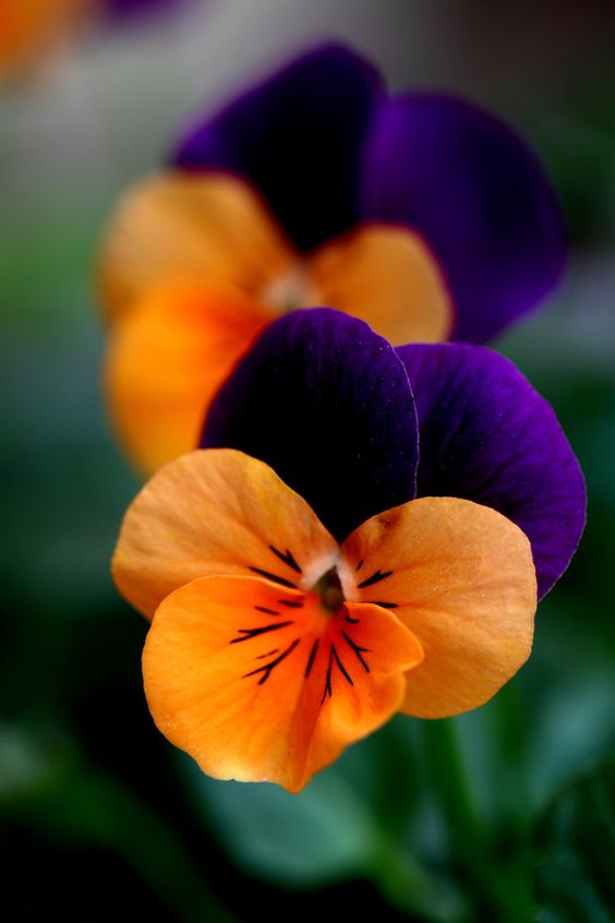 viole del pensiero