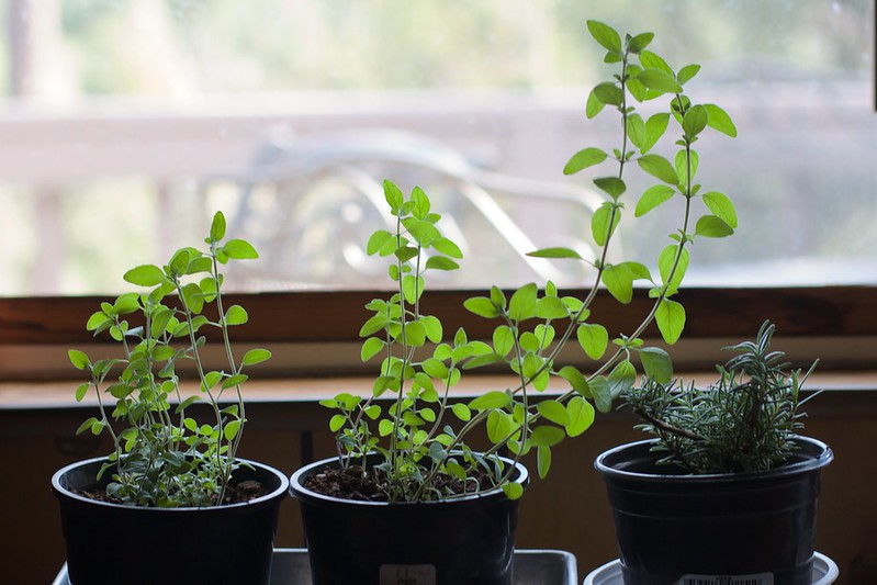 giardino con erbe aromatiche in casa 4