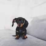 oggetti per la casa pericolosi animali